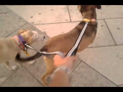 Argentina con mis perros, por la rambla de mardel