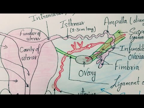 Anatomy of the Uterine tube / Fallopian tube / Salpinx.