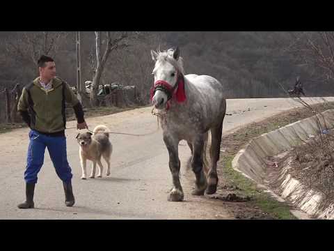 Armasar sur - Cais, Somes-Oodorhei 26 martie 2018
