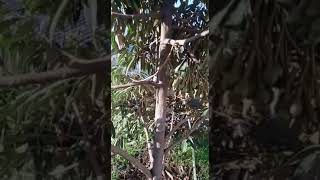 Download lagu TESTIMONI ECO FARMING PADA TANAMAN DURIAN mp3 Download lagu TESTIMONI ECO FARMING PADA TANAMAN DURIAN mp3