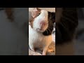 Guinea Pig Making Funny Sounds ViralHog