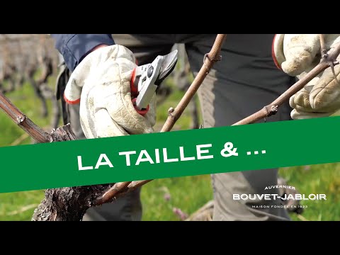 Découvrez la taille hivernale de la vigne en 3 minutes chrono au Domaine Bouvet-Jabloir à Auvernier.