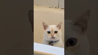 #cat #cute #catvideo #cutecat #funnyvideo #funny