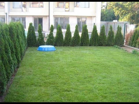 How to plant grass seed in Orlando