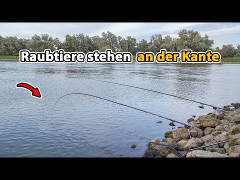 Fangen wir Zander mit der Stellfischrute? (Alle Räuber lieben Köfis)