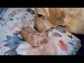 Mother Dogs Sweetest Moment With Her First Born Puppy