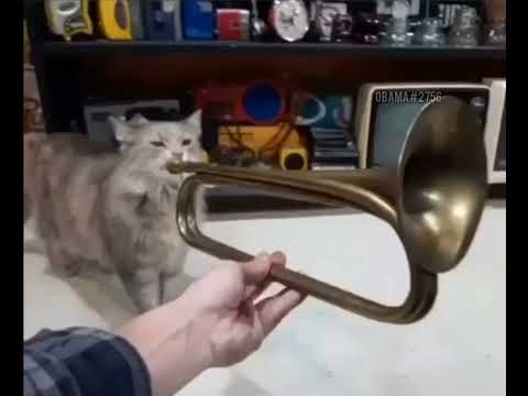 Cat playing Trumpet