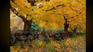 Richard Elliot | Panamera  HD