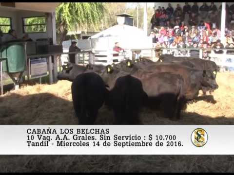 14-09-16 Venta de Vientres - Cabaña Los Belchas - Tandil.