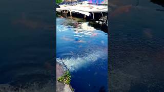 Download lagu Ikan Ikan kecil #iwanfals #shorts mp3 Download lagu Ikan Ikan kecil #iwanfals #shorts mp3