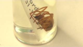 The spider that's bugging Mazda