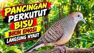 Download lagu Perkutut Lokal Gacor Suara Besar Pancingan Burung Perkutut Agar Cepat Bunyi. mp3