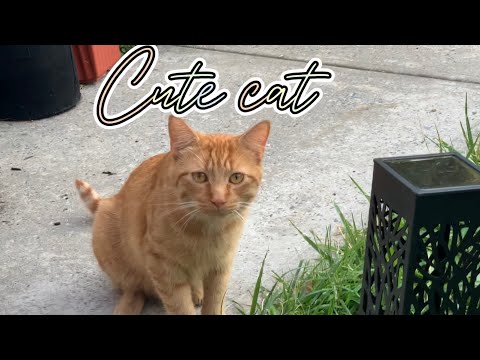 Cute cat only for cat lovers 