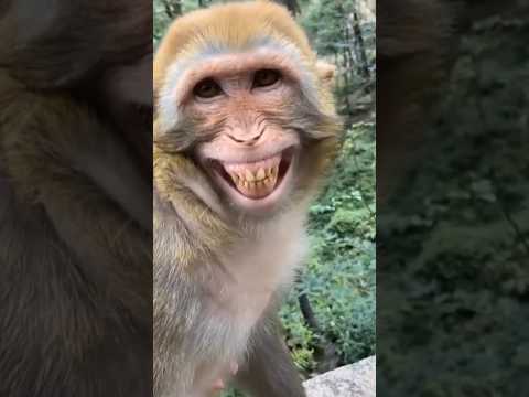 MONKEY LAUGHING VIDEO 🙈🙈🙈 #monkey #yashveer little