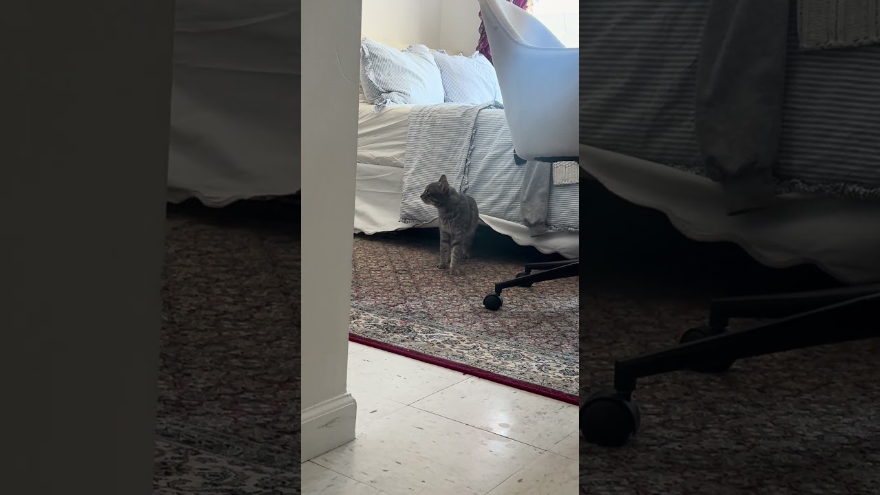 Enlarge Toby, an adopted American Shorthair in Brooklyn, NY video 2/6