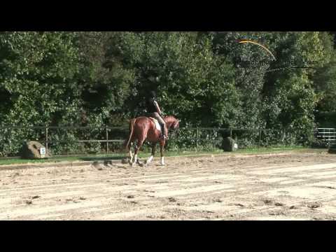 Lovely Boy *2005 www.pferdesportservice.de