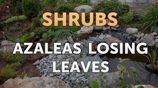 Azaleas Losing Leaves