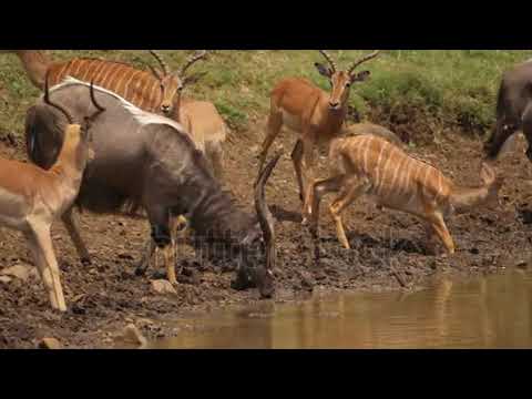 African Nyala and Impala Antelope drink together from muddy pond.