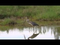 Great Blue Heron Eats Snake
