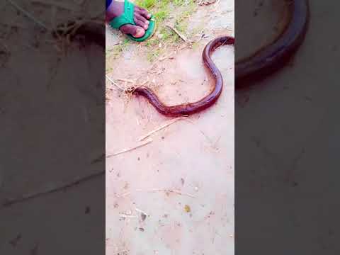 #mere baba# song jubin# nautiya #payal dev #manoj muntasher #Kashan shahid #cute baba 🙏🧌