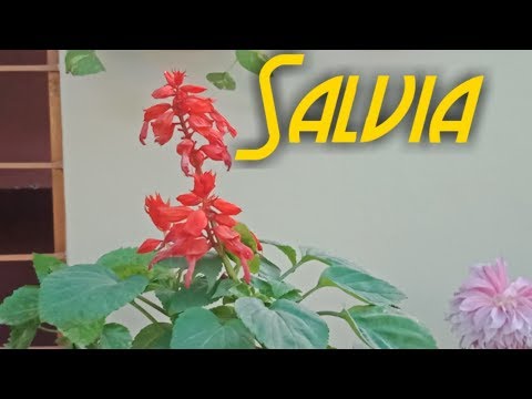 How to Care Salvia Plant  | सालविया पौधे की देखभाल कैसे करे Video
