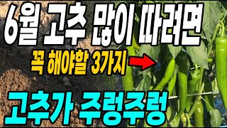 6월 고추 많이따려면 꼭 해야할 3가지! 고추가 주렁주렁 달리는 관리방법