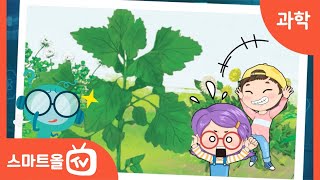 [4학년ㅣ과학] 풀과 나무의 공통점과 차이점 알아보기ㅣ 4학년 2학기 1. 식물의 생활 (1)