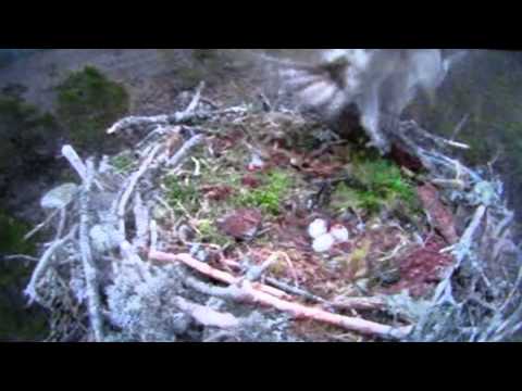 EJ chases off intruding osprey 27th April 2015