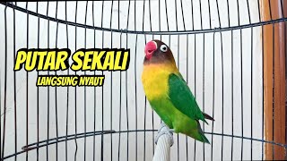 Download lagu Lovebird NGEKEK PANJANG AHLINYA Memancing Lovebird BUNYI, Putar Sebentar Langsung NYAUT mp3