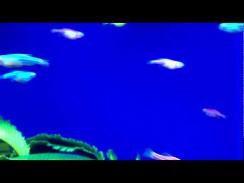 Goldfish Galactic Purple Danio 04/01/13