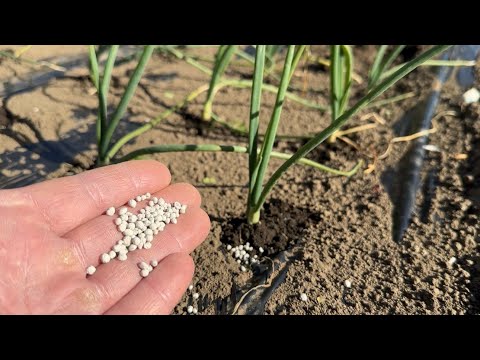 果樹の根元に肥料を与える時期は？品種ごとにどのような肥料を与えればよいですか？  庭園