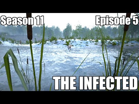 The Infected S11E5 - How did it go with our first wandering Vambie