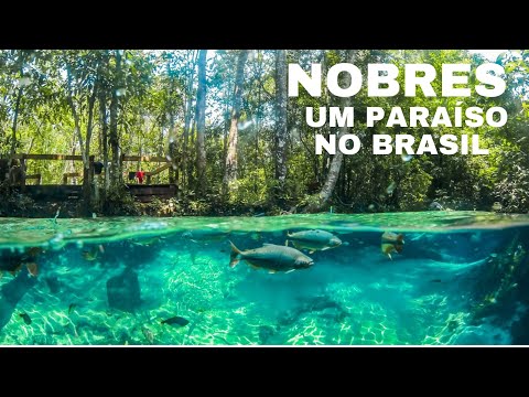 Video de treinamento