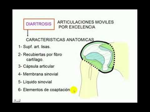 Clasificación de articulaciones