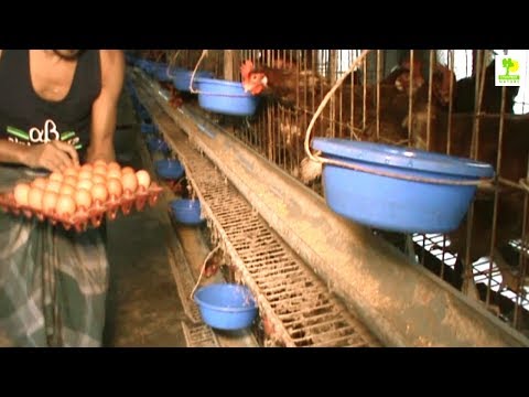 , title : 'Chicken Farm - Starting a Business Layer Chicken Farm and Layer Poultry Farming'