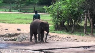 preview picture of video 'Sloní sirotčinec Pinnawala Elephant Orphanage - Sri Lanka'
