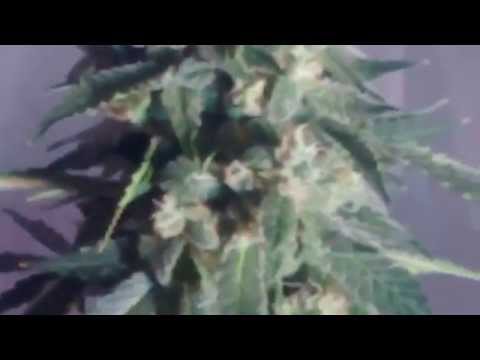 Auto Seeds