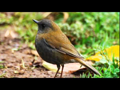 Birdsong, Nightingales Song, Nature Sounds