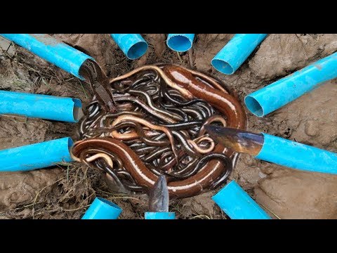 Amazing Smart Boys Deep 11 PVC Hole Trap Catch A lot of Eels & Crabs in my Village Video