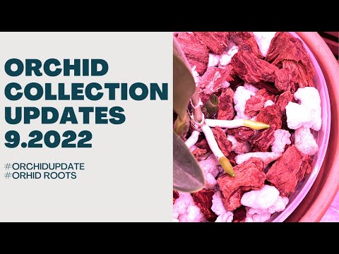 Orchid Collection Updates A few updates from my orchid collection #orchids