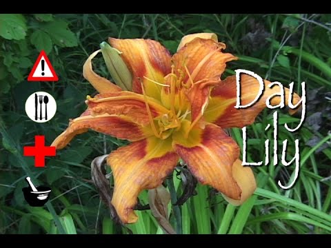 download lagu mp3 mp4 Daylily Edible, download lagu Daylily Edible gratis, unduh video klip Daylily Edible