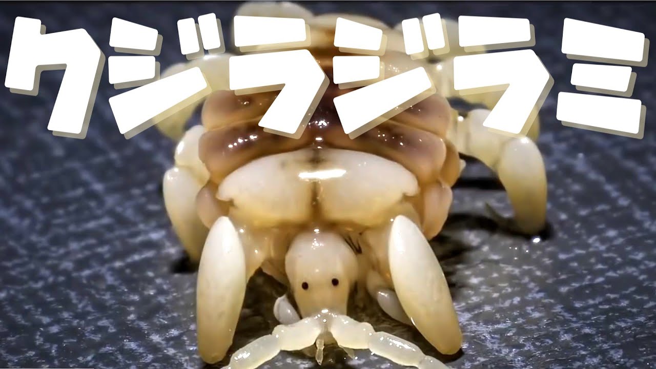 【クジラジラミ】~クジラに棲む謎の甲殻類~【シラミじゃないよ】