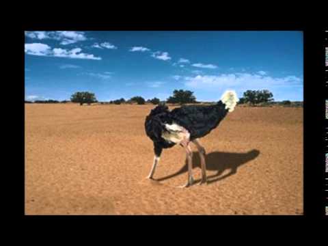 Dom Cess - The Last Job (Prod. By B&R)(SUBSCRIBE)(LIKE)