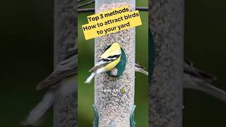 Download lagu 3 Cara Ampuh Menarik Burung ke Tempat Makan Burung #tempatmakanburung #memberimakanburung #pengamatanburungdihalamanbelakang mp3