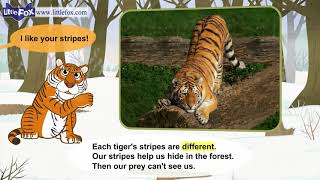 L2 013 Meet the Animals 13 Siberian Tiger