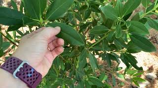 Evergreen Shrubs of the Southeast Identification Video
