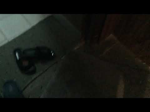 The lizard was trying to eat the cockroach