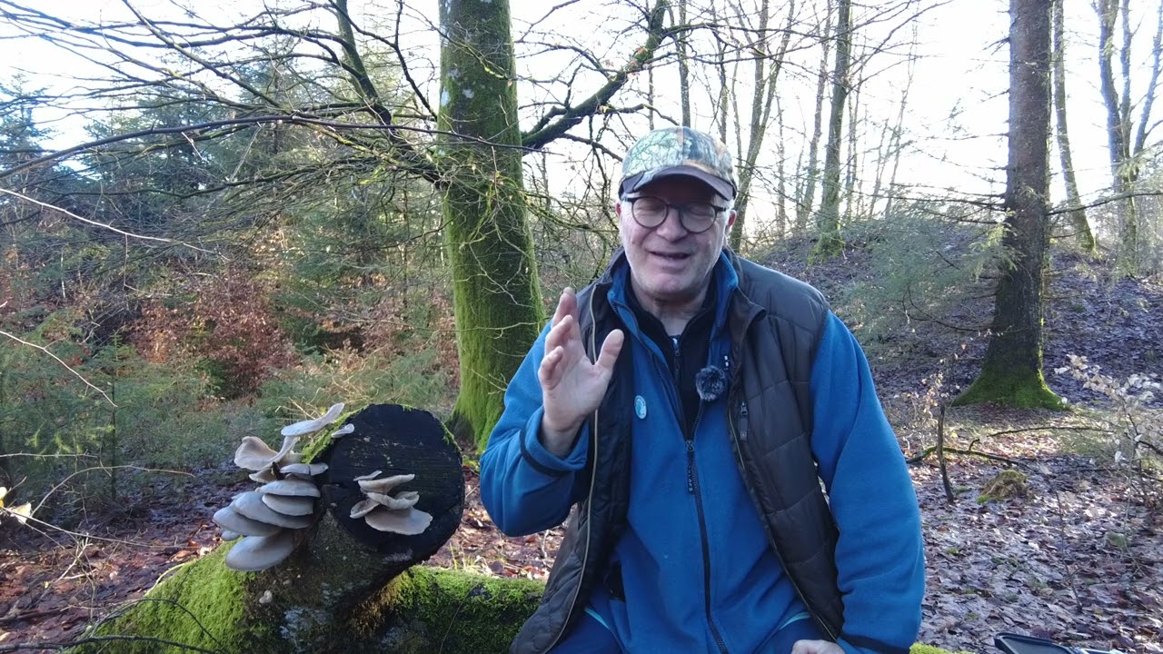 Stjernebilledet Svanen