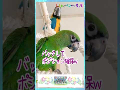 高貴なコンゴウインコについて詳しく解説