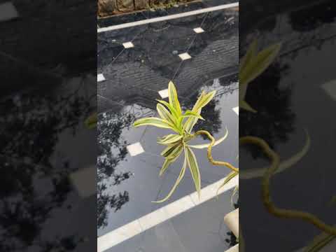 Karan Singh inspirational story frog